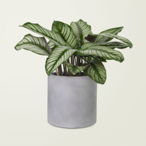 Potted Plant